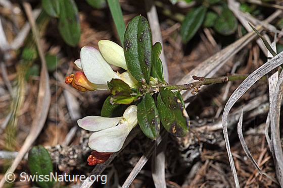 Foto: Buchsblättrige Kreuzblume (Polygala Chamaebuxus). Blüte und Blätter.