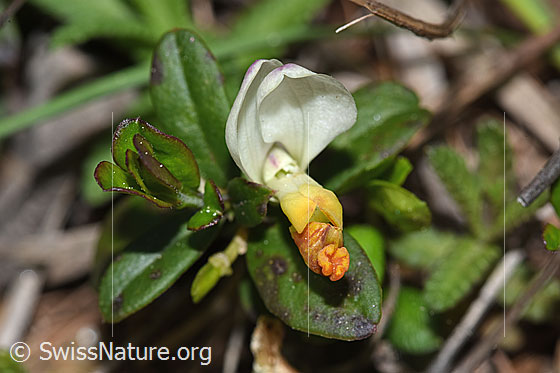 Foto: Buchsblättrige Kreuzblume (Polygala Chamaebuxus). Blüte. Ansicht von vorne.