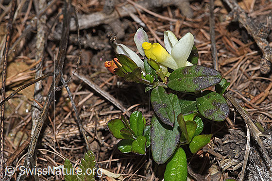 Foto: Buchsblättrige Kreuzblume (Polygala Chamaebuxus). Ganze Pflanze (Habitus).
