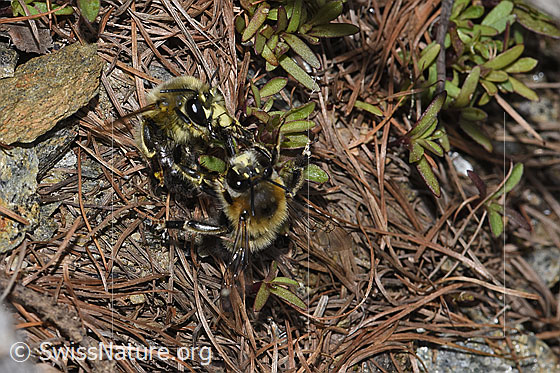 Photo: Anthophora aestivalis. Length 14mm. Two male.