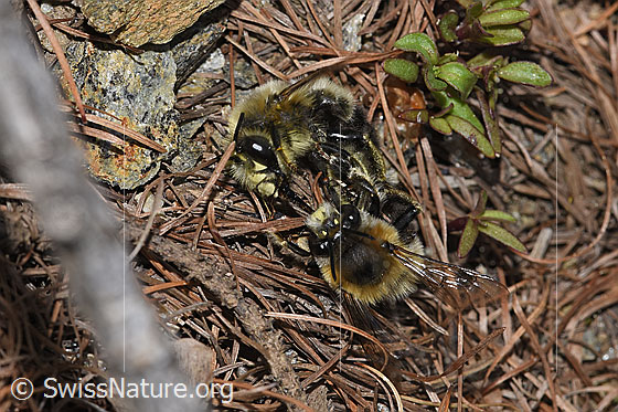 Foto: Gebänderte Pelzbiene (Anthophora aestivalis). Länge 14mm. Zwei Männchen. Ansicht von der Seite und von oben.