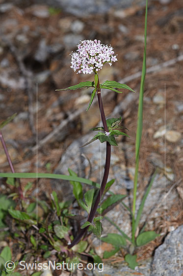 Photo: Valerina tripteris. Whole plant (habiti).
