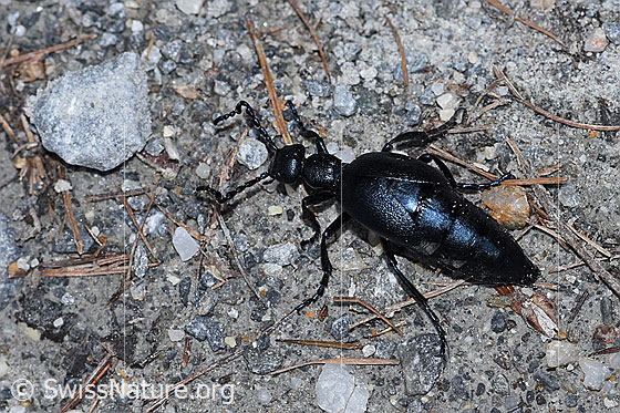Photo: Probably Meloe violaceus. Length 30mm. Male. View from the side above.