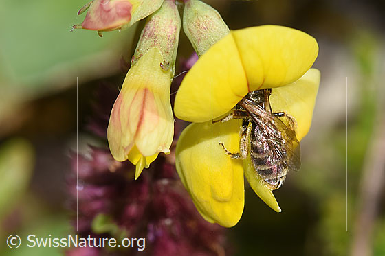 Foto: ewöhnliche Goldfurchenbiene (Halictus tumulorum) auf Gewöhnlichem Hornklee (Lotus corniculatus). Länge 7mm. Weibchen. Ansicht von seitlich oben.