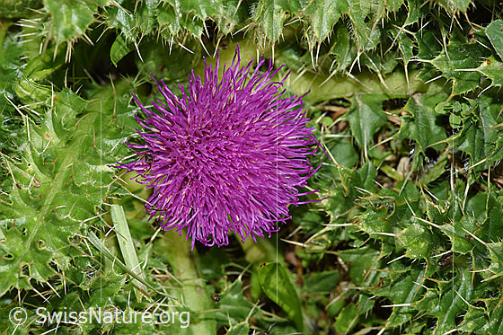 Foto: Stängellose Kratzdistel (Cirsium acaule). Blüte und Blätter.