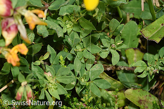 Photo: Lotus corniculatus. Leaves.