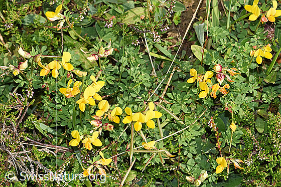 Foto: Gewöhnlicher Hornklee (Lotus corniculatus). Ganze Pflanze (Habitus).