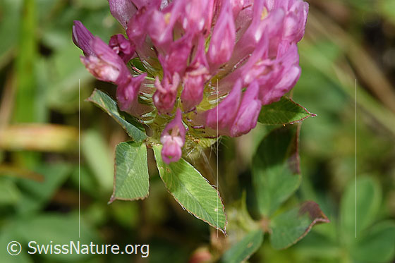 Foto: Rot-Klee (Trifolium pratense). Blüte und Blätter.