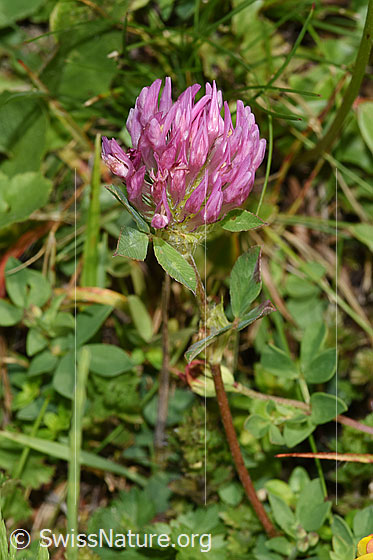 Photo: Trifolium pratense. Whole plant (habiti).