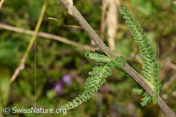 Photo: Achillea millefolium. Stem and leaves.
