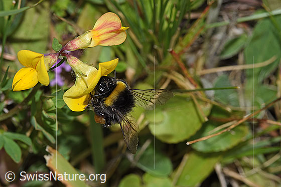 Foto: Wahrscheinlich Hellgelbe Erdhummel (Bombus lucorum) auf Gewöhnlichem Hornklee (Lotus corniculatus). Länge 9 - 16mm. Ansicht von vorne.