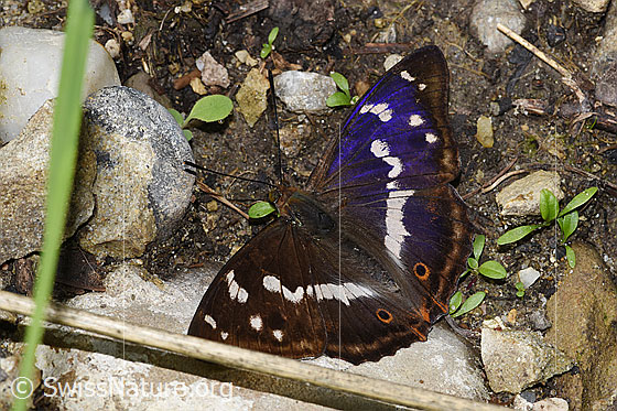 Foto: Grosser Schillerfalter (Apatura iris). Flügel geöffnet. Ansicht von schräg oben. Ein Teil des Flügels schillert blau.
