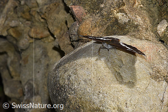 Foto: Grosser Schillerfalter (Apatura iris). Flügel geöffnet. Ansicht von vorne.