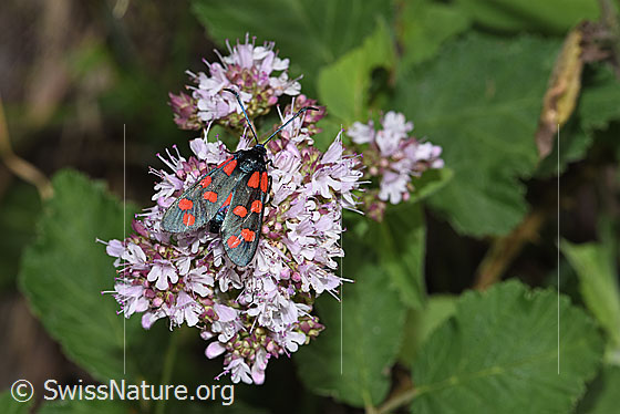 Foto: Gewöhnliches Widderchen (Zygaena filipendulae) auf Echtem Dost (Origanum vulgare). Ansicht von oben.