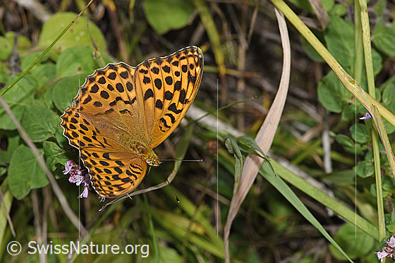 Photo: Argynnis paphia on Origanum vulgare. Wings open. View from diagonally above.