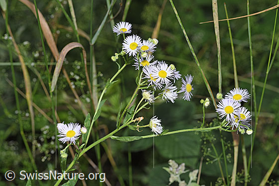 Foto: Einjähriges Berufkraut (Erigeron annuus). Blüten.