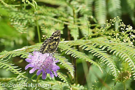 Foto: Schachbrett (Melanargia galathea) auf Wald-Witwenblume (Knautia dipsacifolia). Flügel geschlossen. Ansicht von schräg hinten.