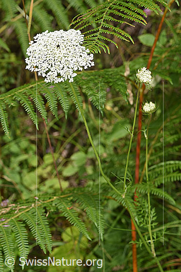 Foto: Wilde Möhre (Daucus carota ssp. carota). Ganze Pflanze (Habitus).