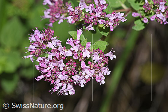 Photo: Origanum vulgare. Inflorescence.