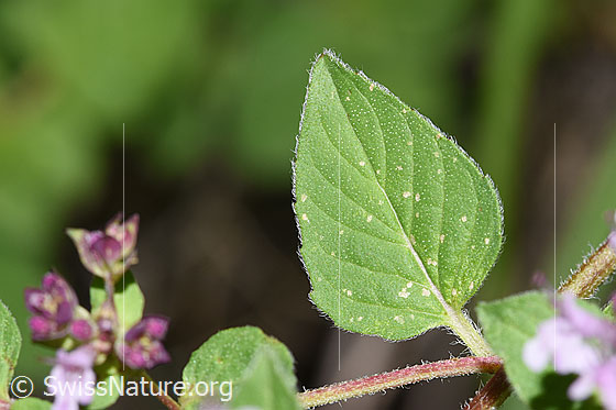 Foto: Echter Dost (Origanum vulgare). Blatt. Blattoberseite.