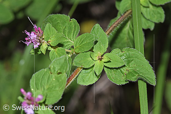 Foto: Echter Dost (Origanum vulgare). Blätter und Stängel.