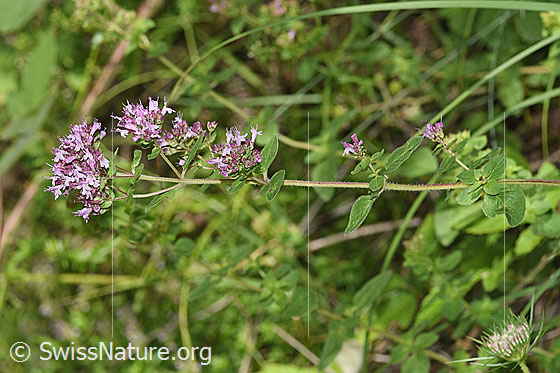 Foto: Echter Dost (Origanum vulgare). Ganze Pflanze (Habitus).
