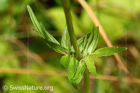 Foto: Gebräuchlicher Baldrian (Valeriana officinalis). Stängel und Stängelblätter.