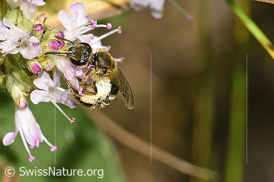 Foto: Wahrscheinlich Weissbinden-Schmalbiene (Lasioglossum leucozonium) auf Echtem Dost (Origanum vulgare). Länge 8 - 10mm. Weibchen. Ansicht von der Seite.