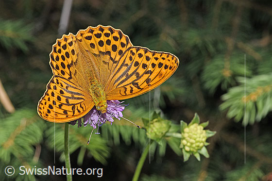 Foto: Kaisermantel (Argynnis paphia) auf Wald-Witwenblume (Knautia dipsacifolia). Männchen. Flügel geöffnet. Ansicht von oben.