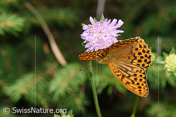 Foto: Kaisermantel (Argynnis paphia) auf Wald-Witwenblume (Knautia dipsacifolia). Männchen. Flügel geöffnet. Ansicht von schräg oben.