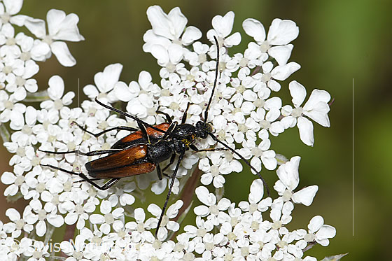 Photo: Stenurella melanura on Daucus carota ssp. carota. Mating. View from above.
