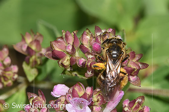 Foto: Wahrscheinlich Weissbinden-Schmalbiene (Lasioglossum leucozonium) auf Echtem Dost (Origanum vulgare). Länge 8 - 10mm. Weibchen. Ansicht von oben.