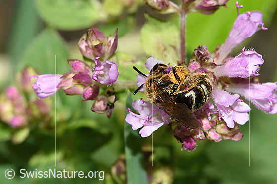 Foto: Wahrscheinlich Weissbinden-Schmalbiene (Lasioglossum leucozonium) auf Echtem Dost (Origanum vulgare). Länge 8 - 10mm. Weibchen. Ansicht von hinten oben.