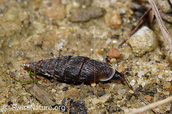 Foto: Wahrscheinlich Scharfgerippte Schliessmundschnecke (Clausilia cruciata). Ansicht von seitlich oben.