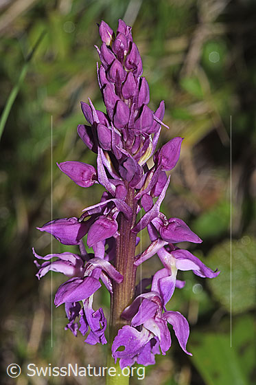Foto: Männliches Knabenkraut (Orchis mascula). Blütenstand.