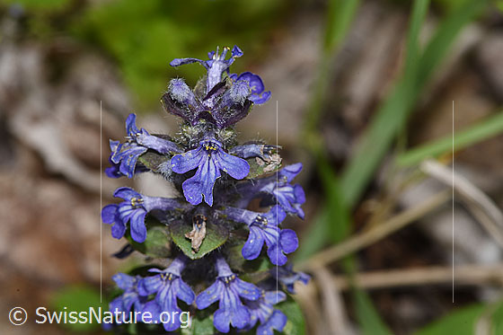 Foto: Kriechender Günsel (Ajuga reptans). Blüten.