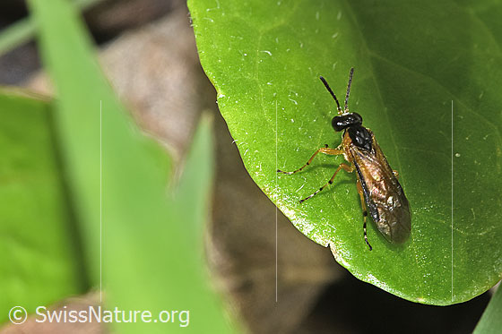 Foto: Wahrscheinlich Athalia circularis (Echte Blattwespe). Länge 7 - 10mm. Ansicht von seitlich oben.
