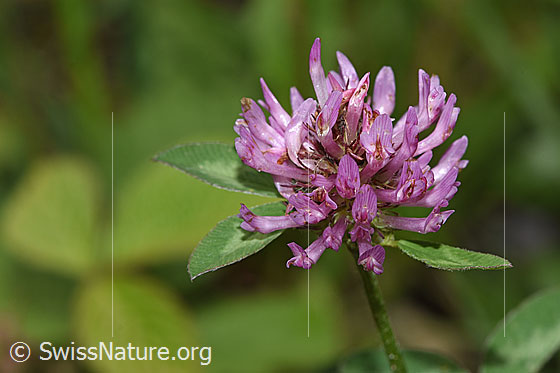 Photo: Trifolium pratense. Blossom.