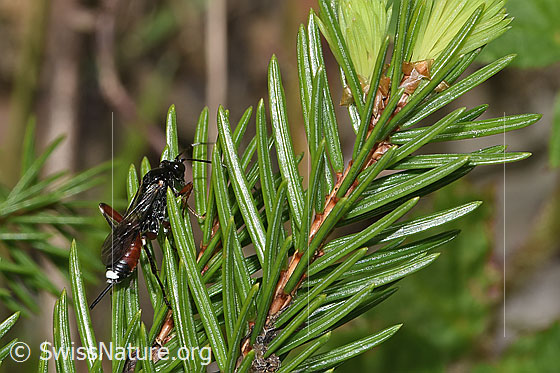 Foto: Agrothereutes leucorhaeus (Schlupfwespe) auf Nadelbaum. Länge 11mm. Weibchen. Ansicht von der Seite.
