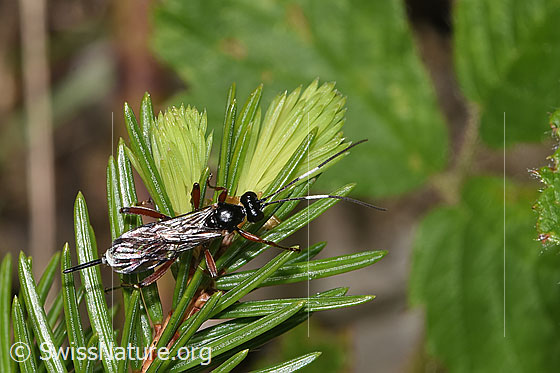 Foto: Agrothereutes leucorhaeus (Schlupfwespe) auf Nadelbaum. Länge 11mm. Weibchen. Ansicht von oben.