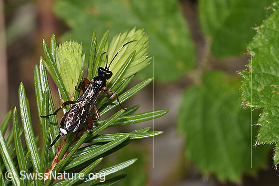Foto: Agrothereutes leucorhaeus (Schlupfwespe) auf Nadelbaum. Länge 11mm. Weibchen. Ansicht von oben.