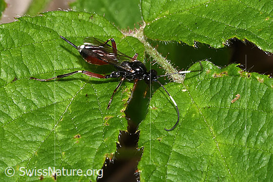 Foto: Agrothereutes leucorhaeus (Schlupfwespe) auf Blatt. Länge 11mm. Weibchen. Ansicht von oben.