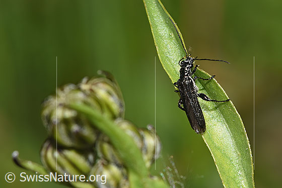 Foto: Oedemera tristis (Scheinbockkäfer). Länge 9mm. Ansicht von seitlich oben.