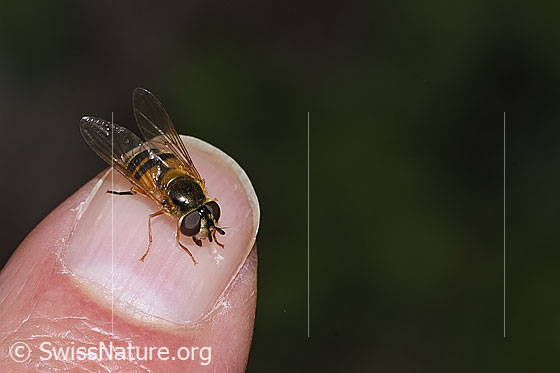 Foto: Zweiband-Wiesenschwebfliege (Epistrophe eligans). Länge 10 - 12mm. Weibchen. Ansicht von schräg vorne oben.