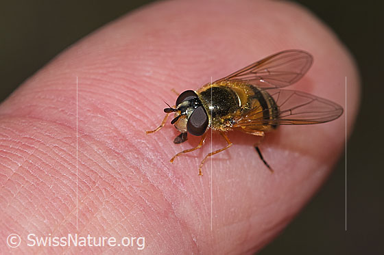 Zweiband-Wiesenschwebfliege (Epistrophe eligans)