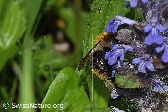 Photo: Probably Bombus pascuorum on Ajuga reptans. Length 9 - 15mm. View from the side.