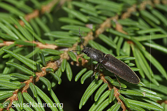 Foto: Rotbauchiger Laubschnellkäfer (Athous haemorrhoidalis). Länge 13mm. Wird auch Gewöhnlicher Schnellkäfer genannt. Ansicht von der Seite.