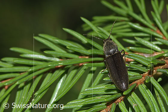 Foto: Rotbauchiger Laubschnellkäfer (Athous haemorrhoidalis). Länge 13mm. Wird auch Gewöhnlicher Schnellkäfer genannt. Ansicht von oben.