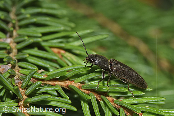 Foto: Rotbauchiger Laubschnellkäfer (Athous haemorrhoidalis). Länge 13mm. Ansicht von seitlich vorne.