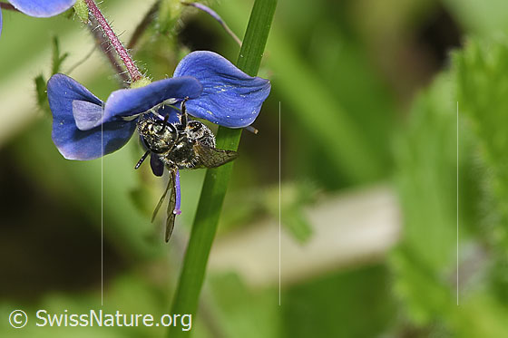 Foto: Wahrscheinlich Dunkelgrüne Schmalbiene (Lasioglossum morio) an Gamander-Ehrenpreis (Veronica chamaedrys). Länge 6mm. Weibchen. Ansicht von schräg vorne.